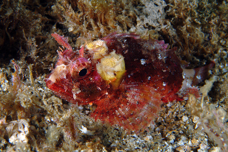 Scorpaena porcus
